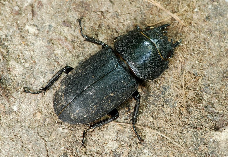 Dorcus parallelipipedus (Coleoptera, Lucanidae)